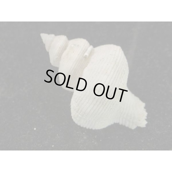 画像2: ヒレナシミズスイ　大 (2)