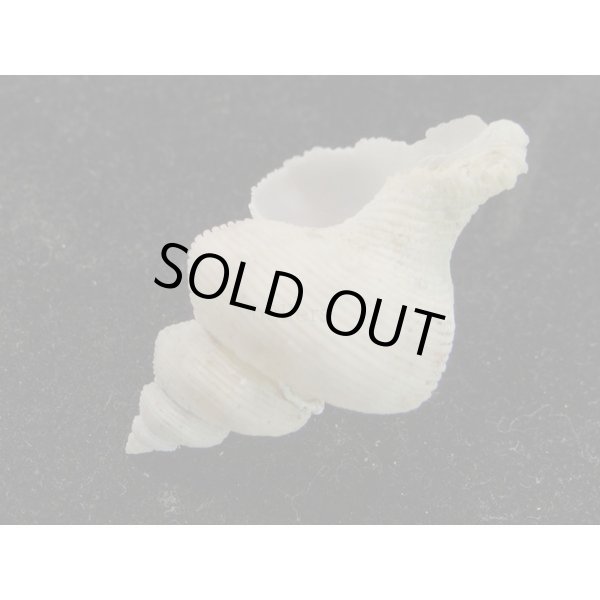 画像3: ヒレナシミズスイ　大 (3)