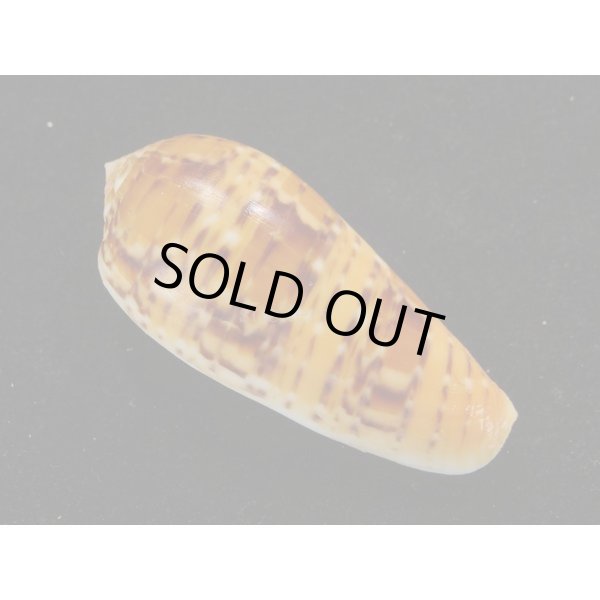 画像2: ベンテンイモ　死殻だけど美品 (2)