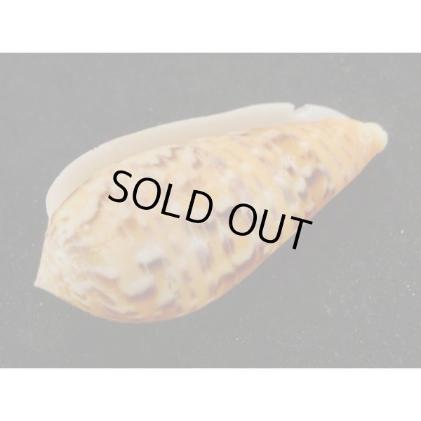 画像3: ベンテンイモ　死殻だけど美品 (3)