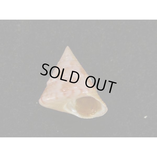 画像1: セイヨウエビス (1)