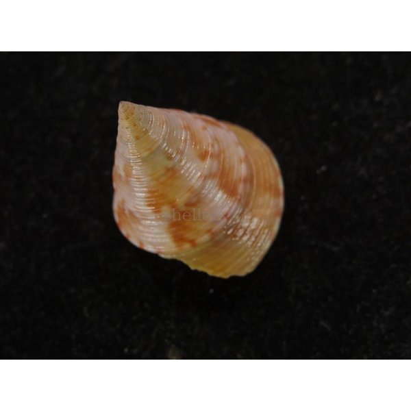 画像2: セイヨウエビス (2)