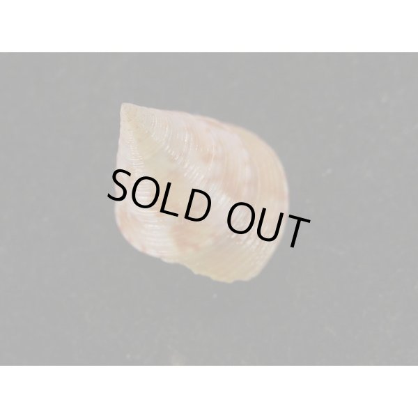 画像2: セイヨウエビス (2)