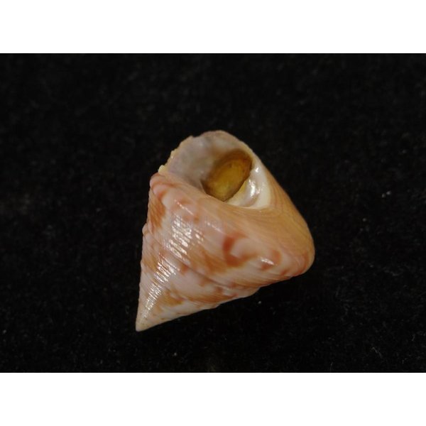 画像3: セイヨウエビス (3)