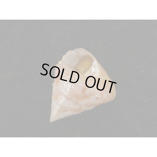 画像3: セイヨウエビス (3)