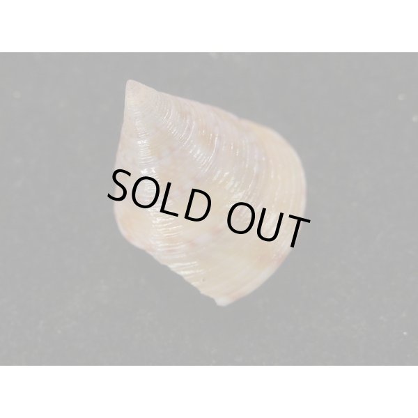 画像2: セイヨウエビス (2)