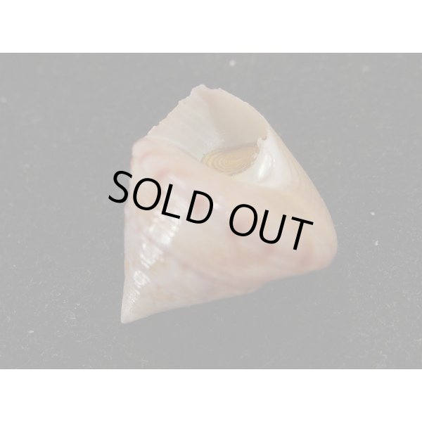 画像3: セイヨウエビス (3)