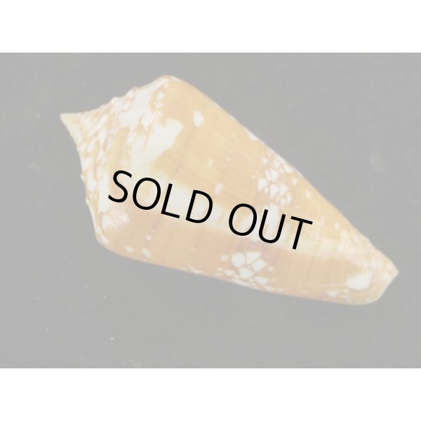 画像2: ユメノウキグモ (2)