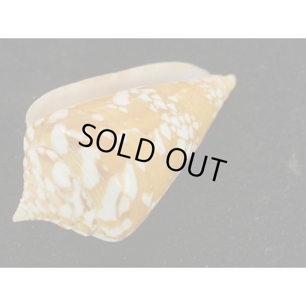 画像3: ユメノウキグモ (3)