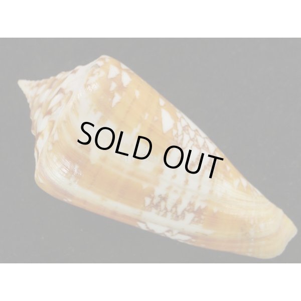 画像2: ユメノウキグモ (2)