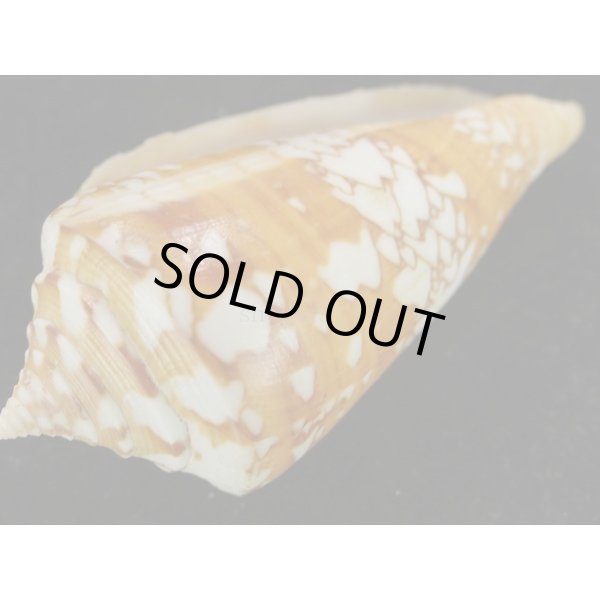 画像3: ユメノウキグモ (3)