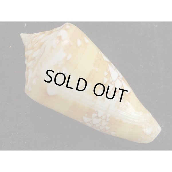 画像2: ユメノウキグモ (2)