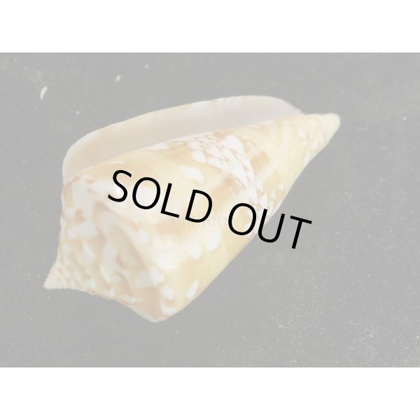 画像3: ユメノウキグモ (3)