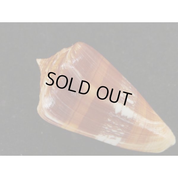 画像2: クロショッコウミナシ (2)