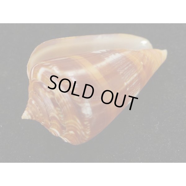 画像3: クロショッコウミナシ (3)