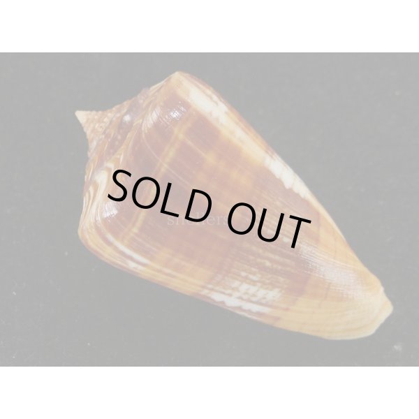 画像2: クロショッコウミナシ (2)