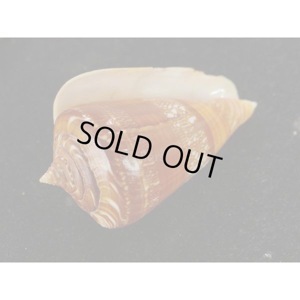 画像3: クロショッコウミナシ (3)