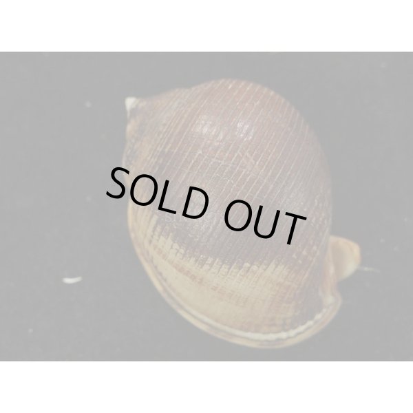 画像2: フォーロットウラシマ (2)