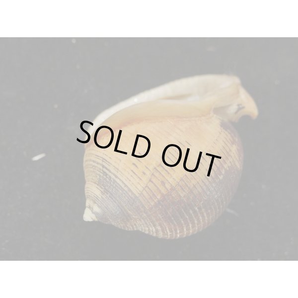 画像3: フォーロットウラシマ (3)