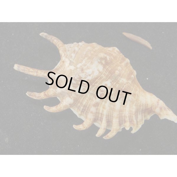 画像2: クモガイ＋ムカデソデ　ハイブリッド (2)