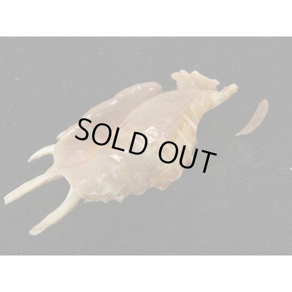 画像3: クモガイ＋ムカデソデ　ハイブリッド (3)