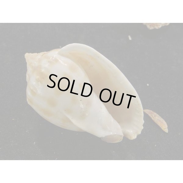 画像1: タイコガイ　奇形 (1)