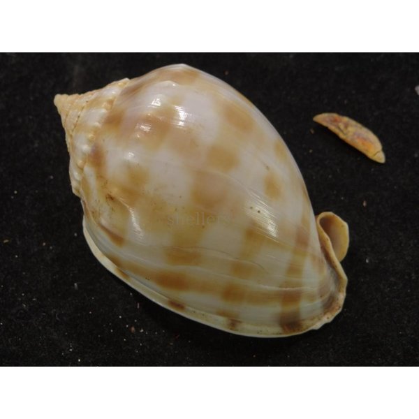 画像2: タイコガイ 奇形 (2)