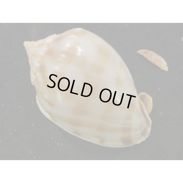 画像2: タイコガイ　奇形 (2)