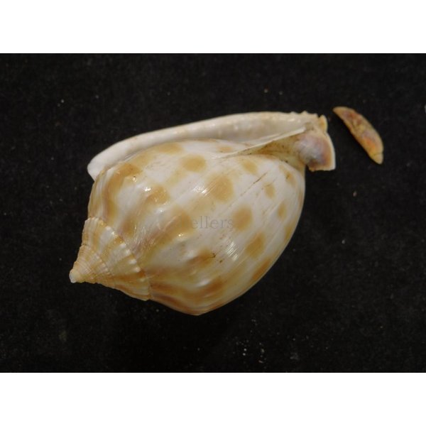 画像3: タイコガイ 奇形 (3)