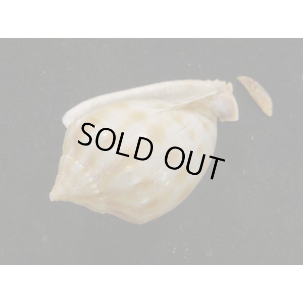 画像3: タイコガイ　奇形 (3)