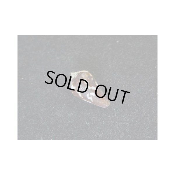 画像2: ニシノサヤガタイモ (2)