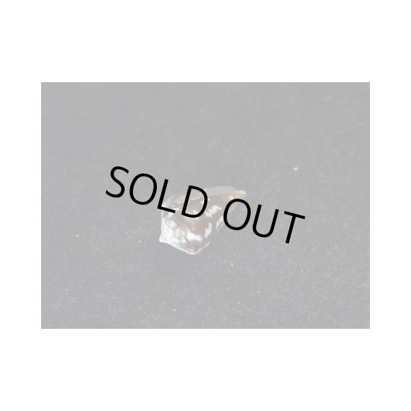 画像3: ニシノサヤガタイモ (3)