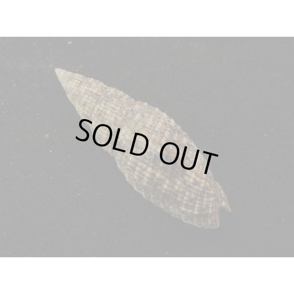 画像2: クチベニアラフデ (2)