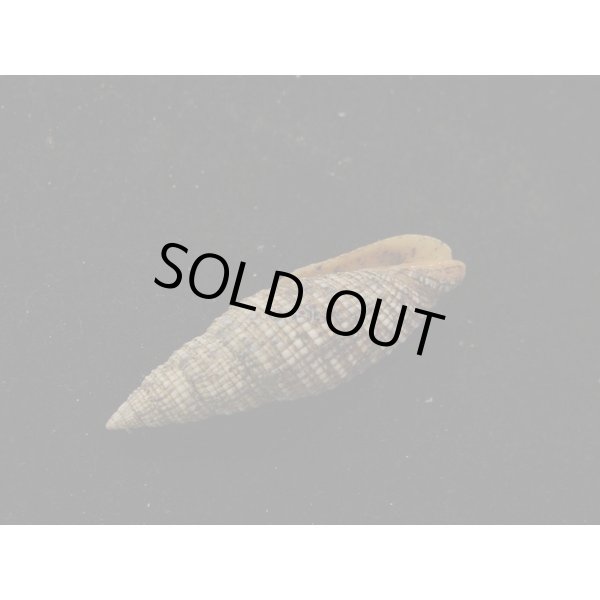 画像3: クチベニアラフデ (3)