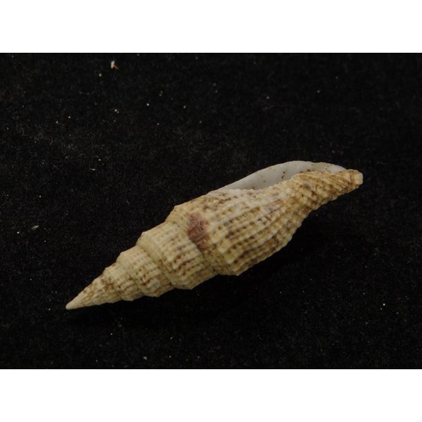 画像3: ユウレイツクシ? (3)