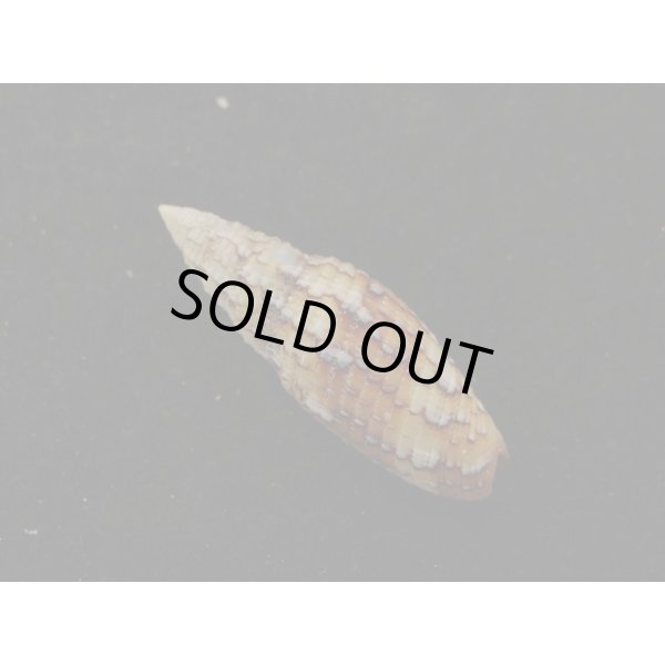 画像2: オロチフデ (2)