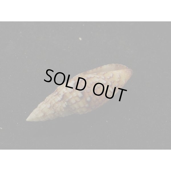 画像3: オロチフデ (3)