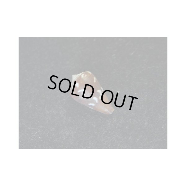 画像2: ニシノサヤガタイモ (2)