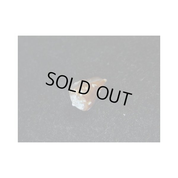 画像3: ニシノサヤガタイモ (3)