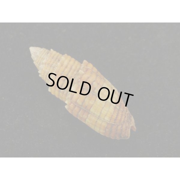 画像2: キバフデ 大 (2)