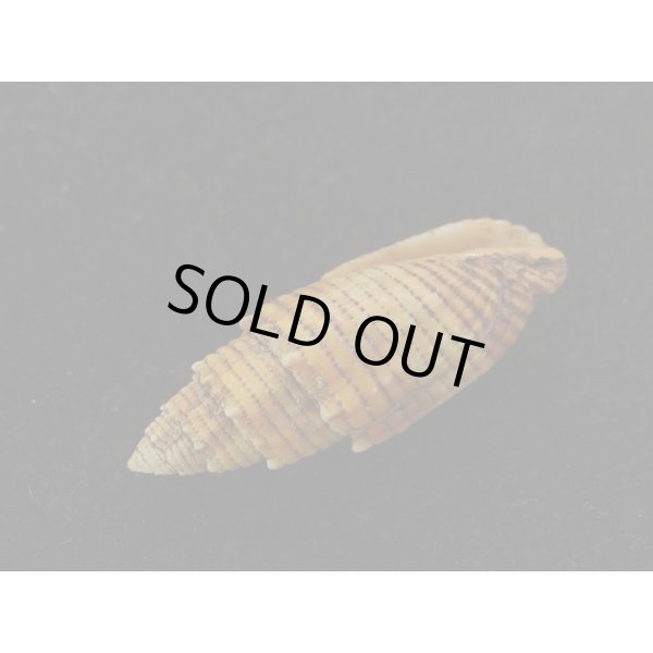 画像3: キバフデ 大 (3)