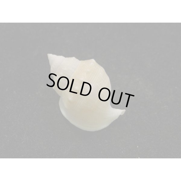 画像2: ヒメカブトウラシマ 蓋なし (2)