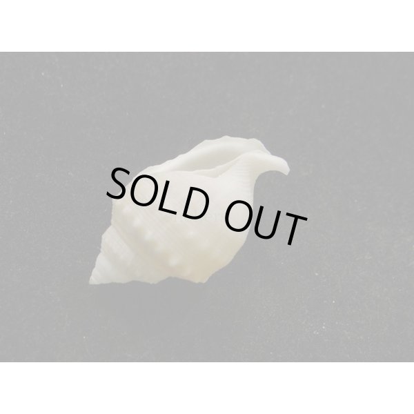 画像3: ヒメカブトウラシマ 蓋なし (3)