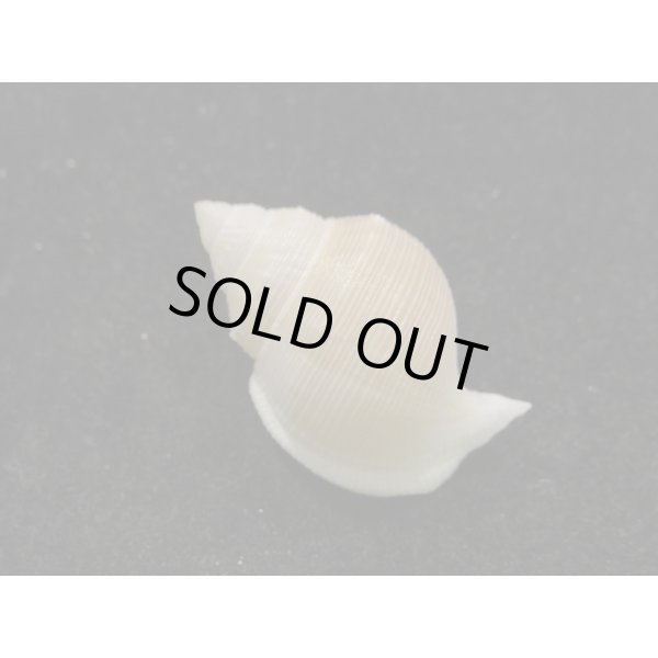 画像2: ヒメカブトウラシマ 蓋なし (2)