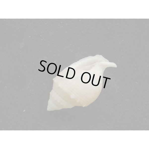 画像3: ヒメカブトウラシマ 蓋なし (3)