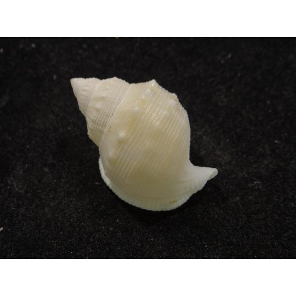 画像2: スズマヒメカブトウラシマ 蓋なし (2)