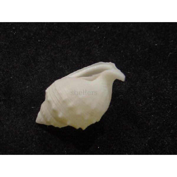 画像3: スズマヒメカブトウラシマ 蓋なし (3)