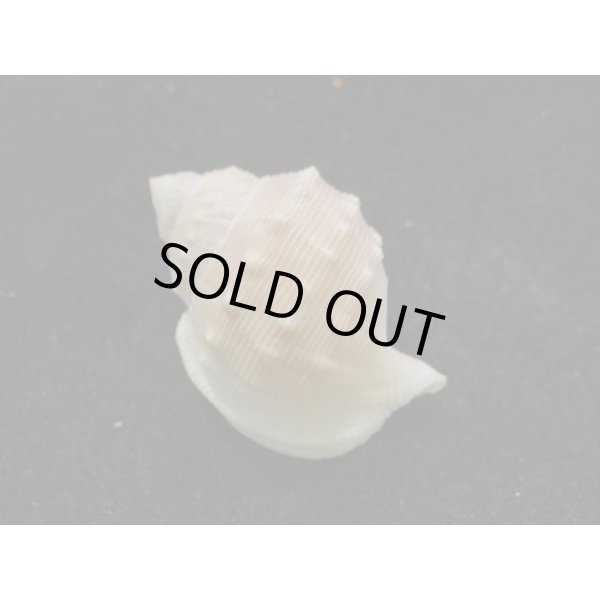 画像2: スズマヒメカブトウラシマ　 (2)