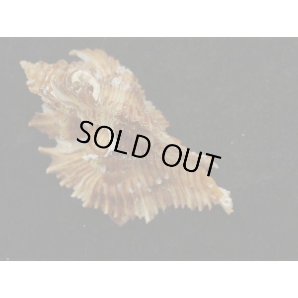 画像2: ミヨコバショウ 特美品 (2)