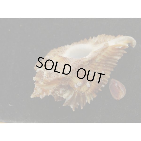 画像3: ミヨコバショウ 特美品 (3)